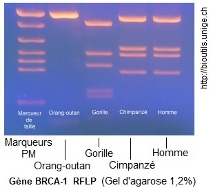 RFLP primates