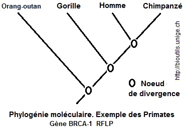 Primates. Arbre phylogénétique