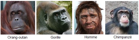 Primates