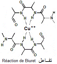 complexe protéine-Cu++