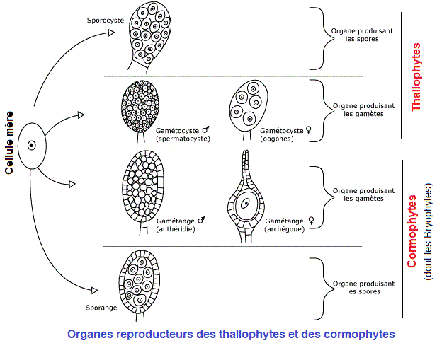 organes reproducteurs des thallophytes et cormophytes