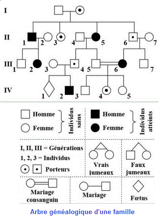 arbre généalogique