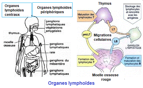 IMMUNOLOGIE QCM (matière SVT)