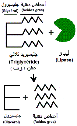 lipide, triglycéride