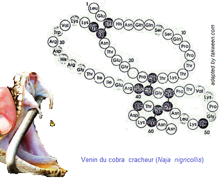 venin, cobra (venins, envenimations)